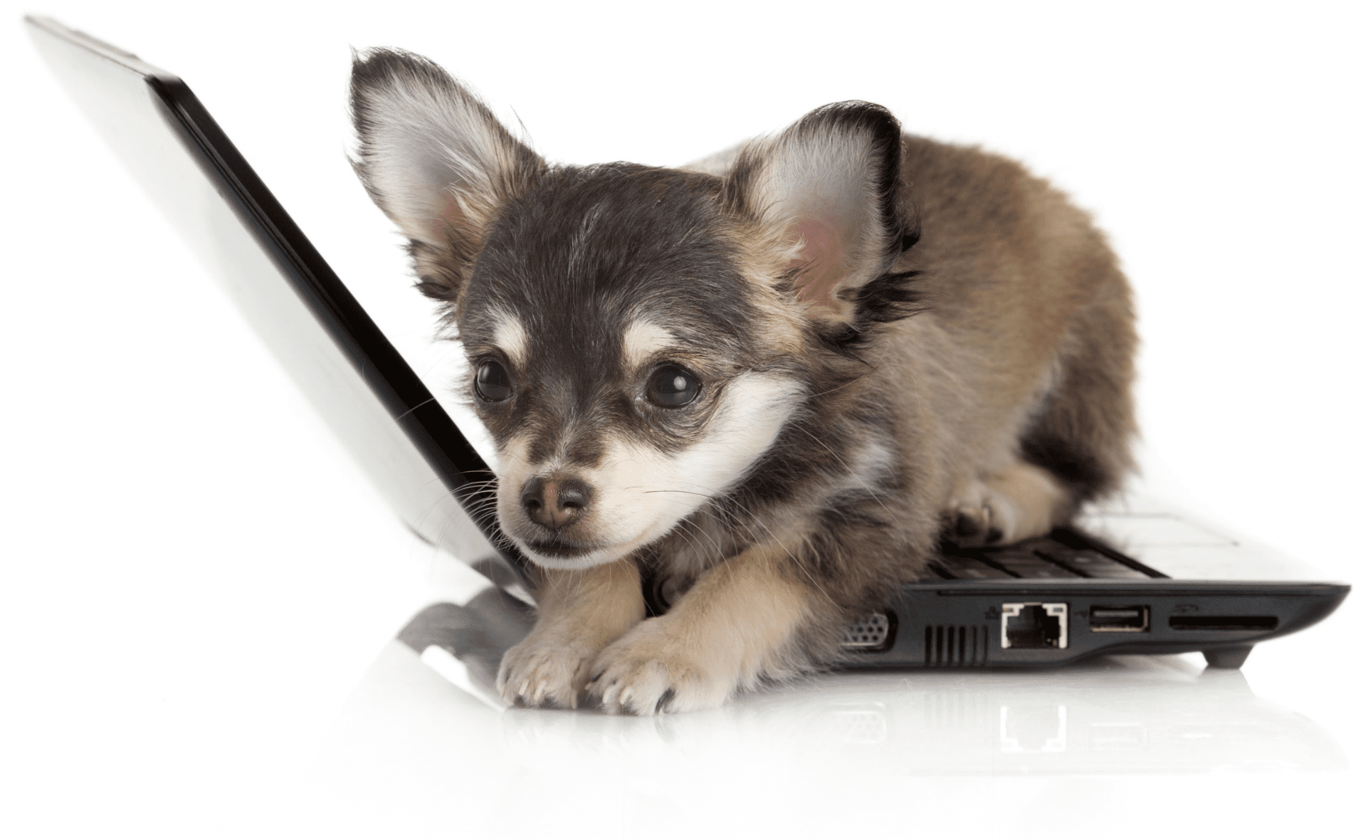 Small puppy sitting on a laptop